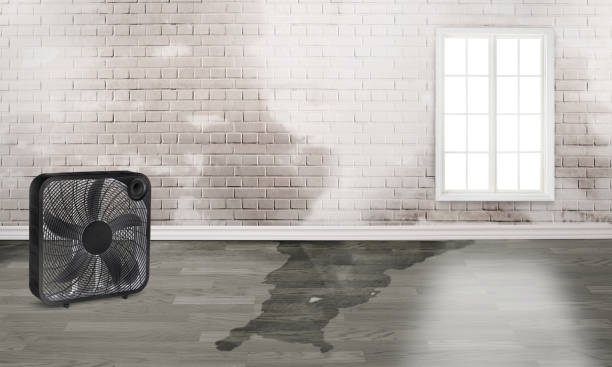 Best Water damage cleanup near me  in Kerrville, TX